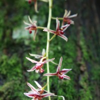 Cymbidium aloifolium (L.) Sw.